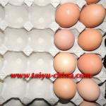 30 eco-friendly paper pulp egg tray (direct factory) 30 eggs