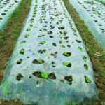 Biodegradable Mulching Film