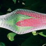 Packing Grade Plastic Rose Bud Net(factory in Guangzhou) ZX-08-15