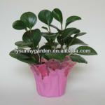 Plastic Decorative BOPP Film Flower/Planter Pot Cover XY-FPC