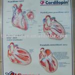 Plastic/pvc 3D Medical Chart AC 04