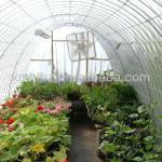 Transparent Hotned Plastic Film for Greenhouse