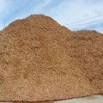 Vietnam wood chips for pulp and paper GGN6